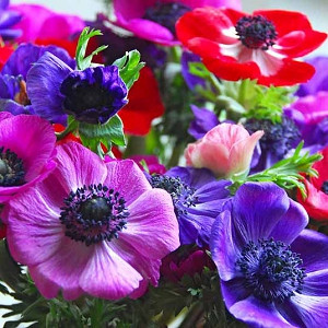 Anemone coronoria, Anemone de Caen, Poppy Anemone, Spanish Marigold, St Brigid Anemone, Anemone de Caen Hollandia, Anemone de Caen Bride, Anemone de Caen Mr Fokker, Anemone de Caen Sylphide,
